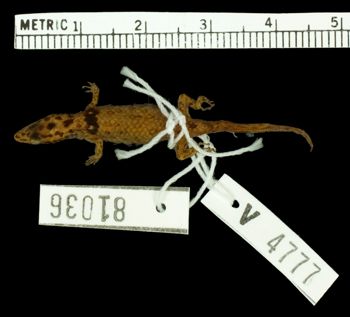 Media type: image;   Herpetology R-81036